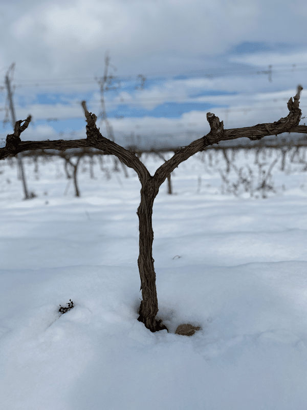 Senderismo en La Ruta del Vino Rioja Alta