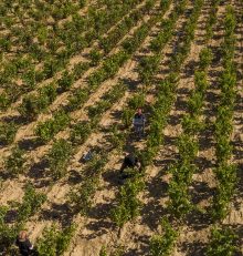 Vendimia en la Ruta del Vino Rioja Alta, imágenes que grabarás para siempre