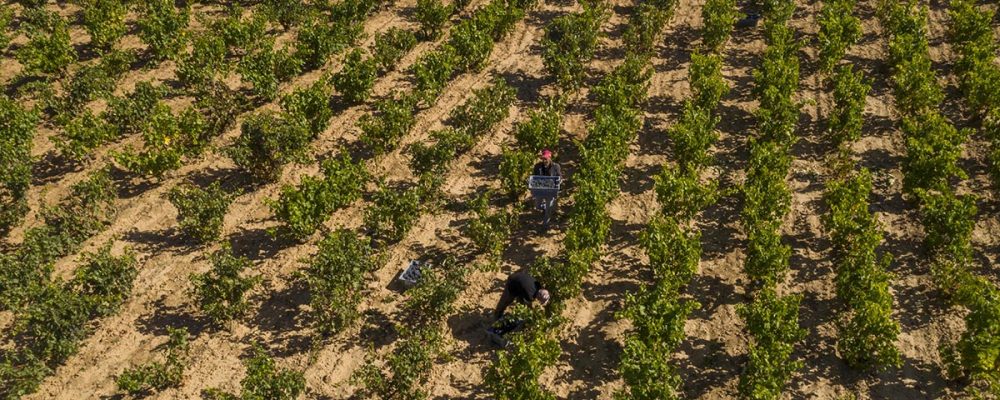 Harvest on the Rioja Alta Wine Route, images that you will record forever