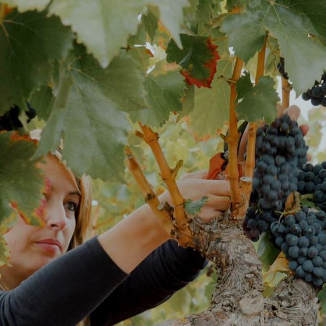 ‘Jornada de la Vendimia’ en Bodegas David Moreno