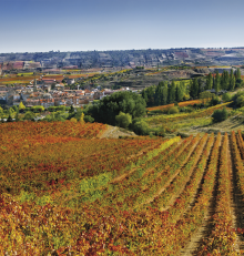 Noviembre en la Rioja Alta: paisajes únicos y viñedos eternos