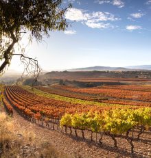 Octubre en la Ruta del Vino Rioja Alta: vendimia y paisajes de ensueño