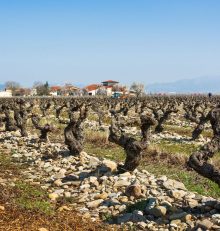 Marzo, el despertar de la primavera en la Ruta del Vino Rioja Alta