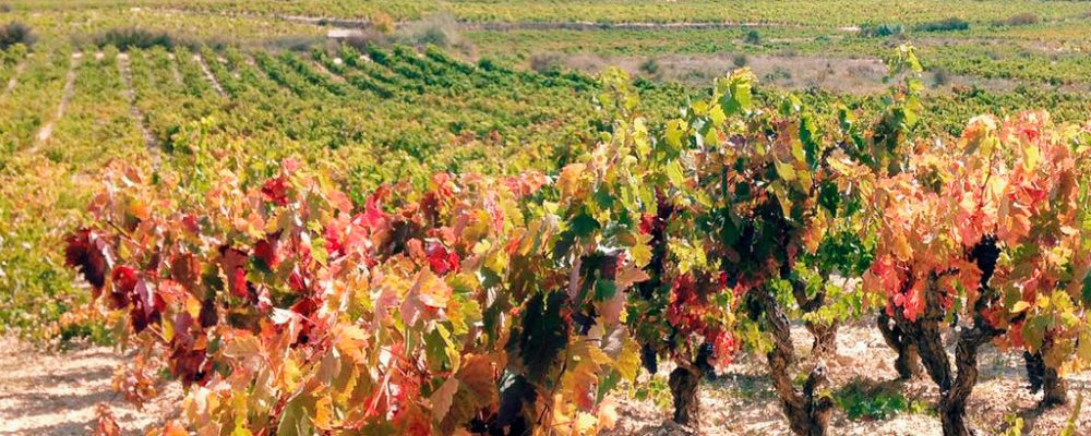 La Rioja, in the international wine tourism spotlight