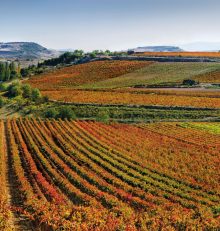 Disfruta del enoturismo en septiembre: actividades en la Ruta del Vino Rioja Alta