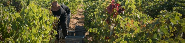 Grape Harvest Festival