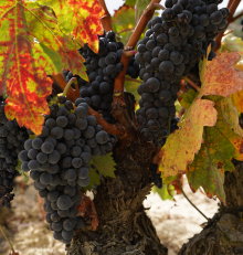 Septiembre en la Ruta del Vino Rioja Alta: el inicio de la vendimia