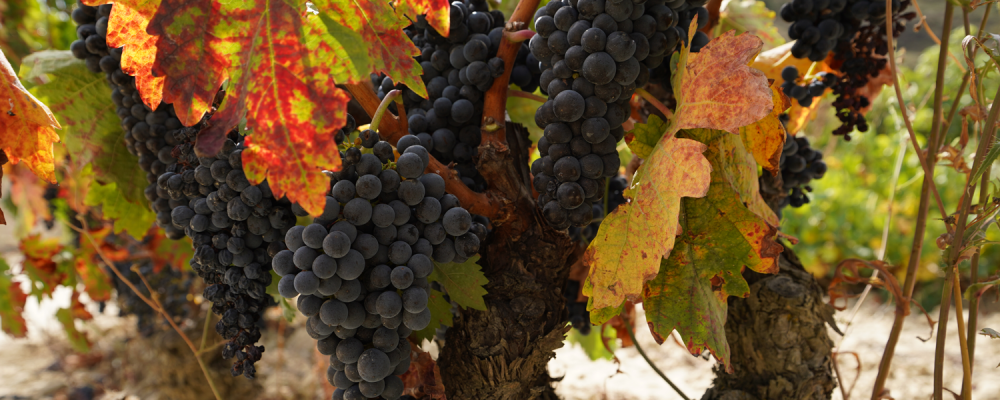 September on the Rioja Alta Wine Route: the start of the grape harvest