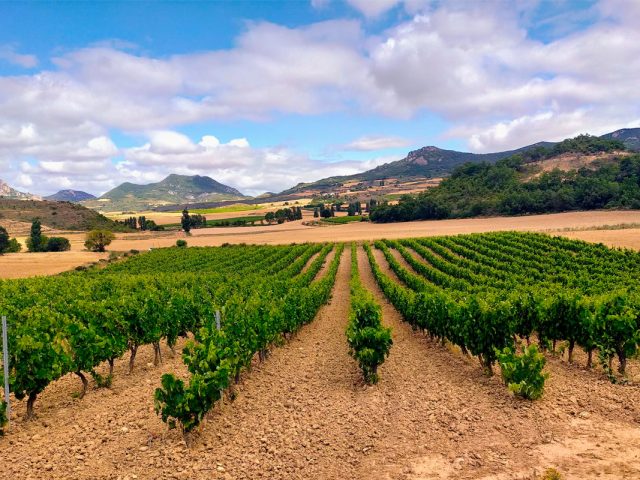 Bodegas Ruiz Alfaya