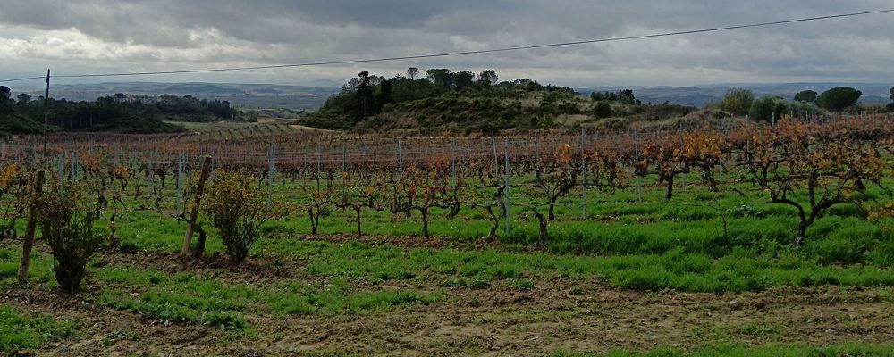 December in the Rioja Alta: wine tourism with a Christmas flavour