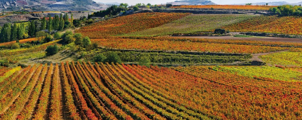Enjoy wine tourism in September: activities on the Rioja Alta Wine Route