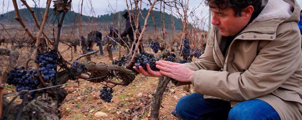 Vendimia de invierno en Bodegas Vivanco: la tradición recuperada
