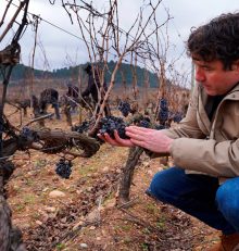 Vendimia de invierno en Bodegas Vivanco: la tradición recuperada