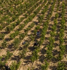 Harvest on the Rioja Alta Wine Route, images that you will record forever