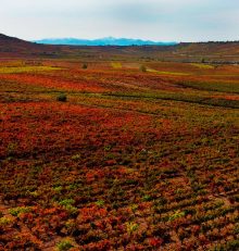 Octubre, mes de la vendimia y paisajes de ensueño en la Ruta del Vino Rioja Alta